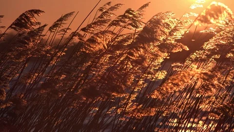 Reed Moving in the Wind at Lake at Sunrise Stock Footage