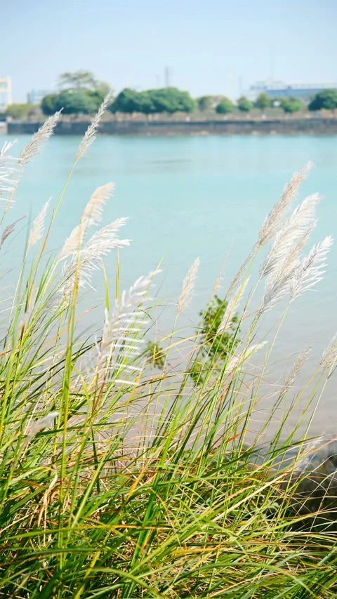 Reed near a river vertical composition Stock Footage 121402697