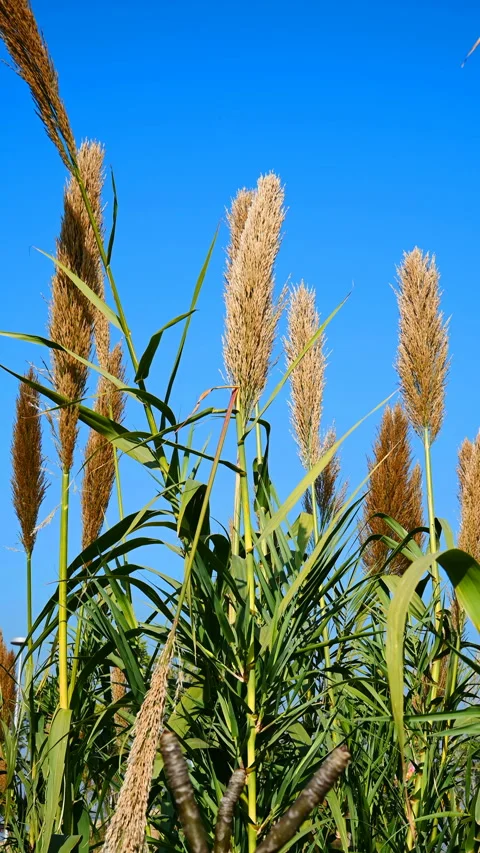 Reed or Arundo donax under clear blue sky vertical composition Stock Footage 121163248