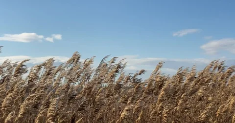 Reed over the blue sky Video stock 124230254