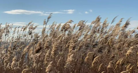 Reed over the blue sky Stock Footage