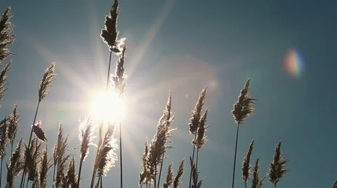Reed Over Blue Sky With Sun Stock Footage 48906320