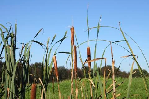 Reed Stock Photos