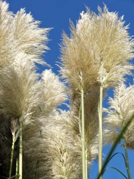 Reed Stock Photos