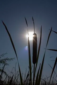 Reed Foto stock