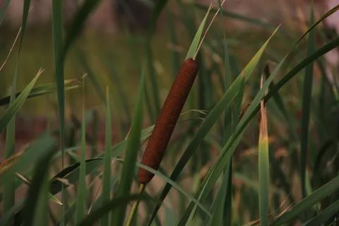 Reed Stockfoto's
