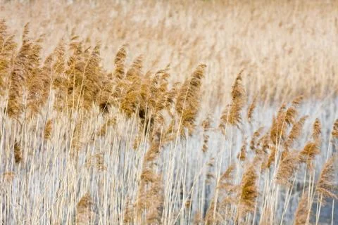 Reed Stock Photos