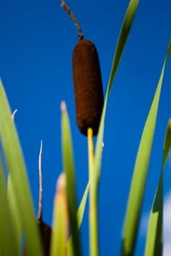 Reed Stock Photos
