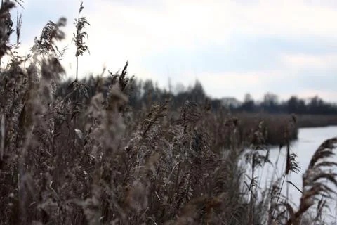 Reed Stock Photos