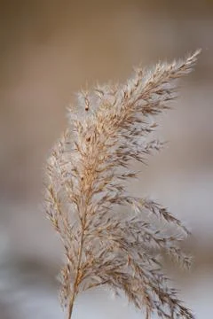 Reed Stock Photos