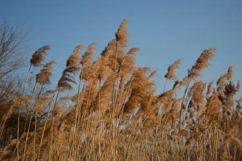 Reed Stock Photos