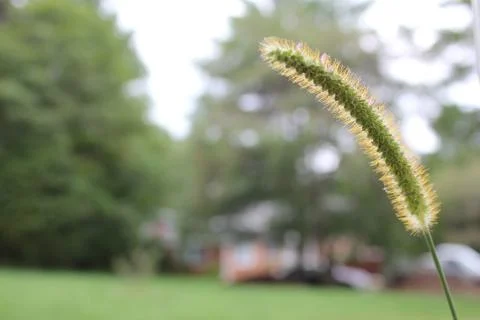 Reed Stock Photos
