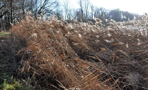 Reed Foto stock