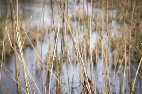 Reed Stock Photos