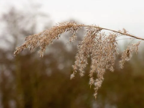 Reed Stock Photos