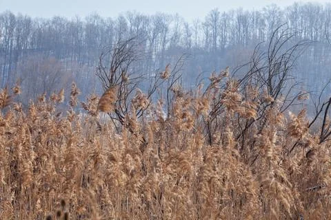 Reed Free Stock Photos