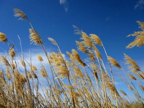 Reed Stock Photos