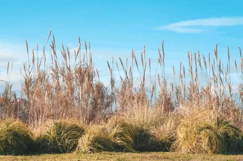Reed Stock Photos
