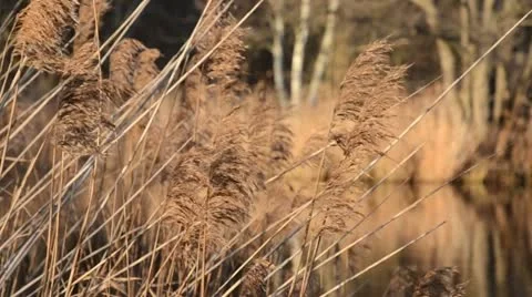 Reed (Phragmites australis) Stock Footage 12675370