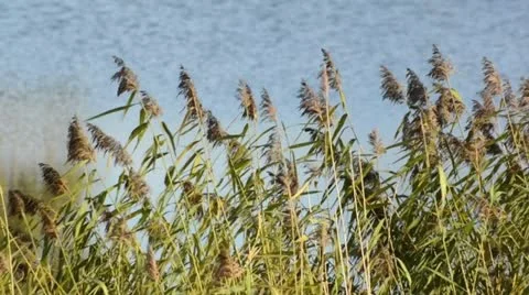Reed (Phragmites australis) Stock Footage 12913865