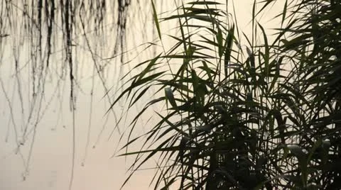 Reed (Phragmites australis) Stock Footage 15209448