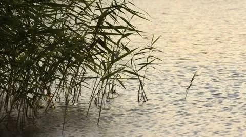 Reed (Phragmites australis) Stock Footage 15211517
