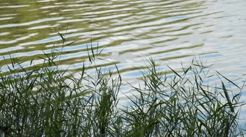 Reed (Phragmites australis) Stock Footage 17756181