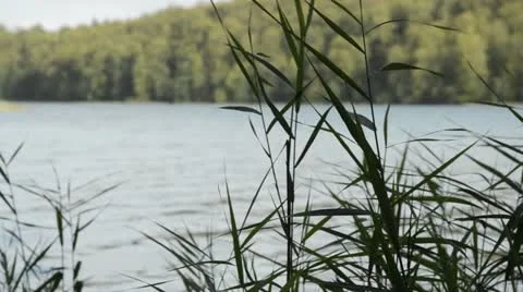 Reed (Phragmites australis) Stock Footage 17757977