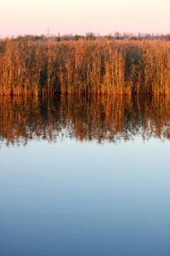 Reed, phragmites communis Stock Photos