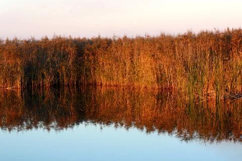 Reed, phragmites communis Stock Photos