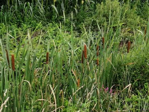 REED  PISTON Stock-Fotos