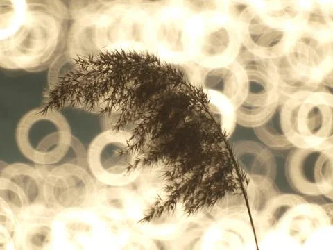 Reed plant against the backdrop of the setting sun Stock Photos