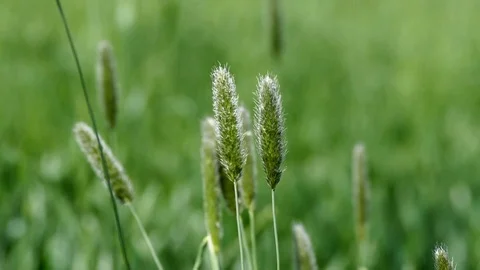 Reed plant in the field, head bud of the reed, Stock Footage 108243136
