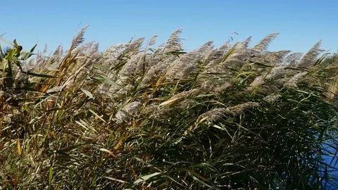 Reed plant on a river side Stock Footage 100849047