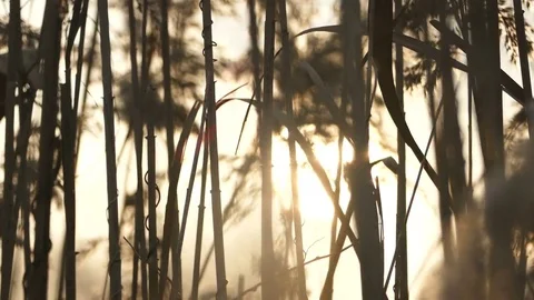 Reed plants and sunlight Stock Footage 70861496