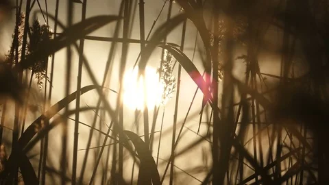 Reed plants and sunlight Stock Footage 70876066