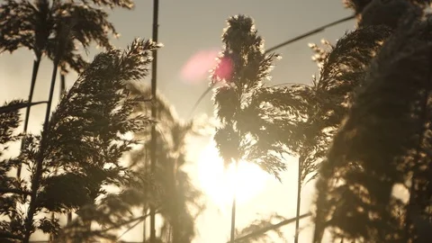 Reed plants and sunlight Stock Footage 70876567
