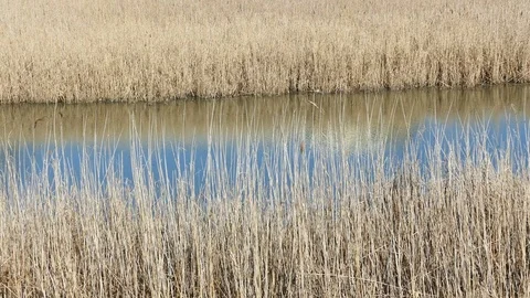 Reed plants on the riverside Stock Footage 73232566