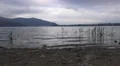 Reed Plants On The Shore Of Lake Kawaguchi On Foggy Day Mountains In Background 4k or 4k+ Resolution