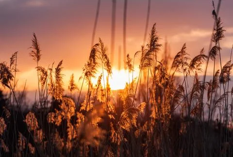 Reed plants in sunset light Stock Photos