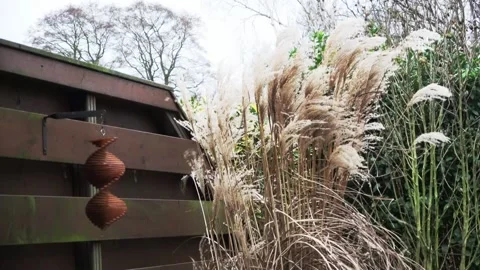 Reed plants  waves in the strong wind in the garden  Stock Footage 147643148