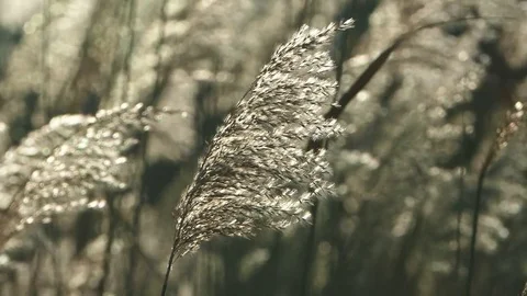 Reed plants on the wind Stock Footage 70883585