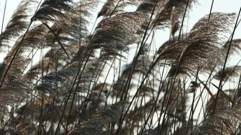 Reed plants on the wind Stock Footage 70885190