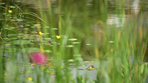 Reed by the Pond Video stock 36051826