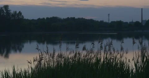 Reed on The Pond on Foreground. Sity and Factory`s Chimneys on a Horizon, Piece Stock Footage 50851073