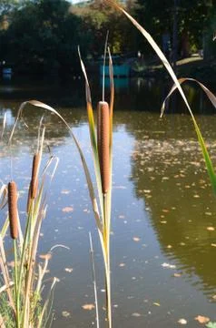 Reed of pond Stock Photos