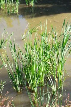Reed of pond Stock Photos