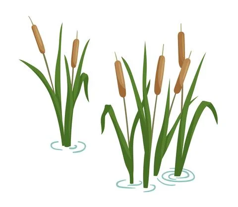 Reed in pond set. Vector cartoon illustration isolated on white. Plants on swamp Stock Illustration