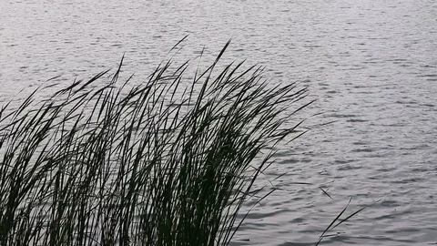 The reed on pond in wind Stock Footage 95250177