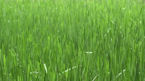 Reed on rainy day Stock Footage 40451343